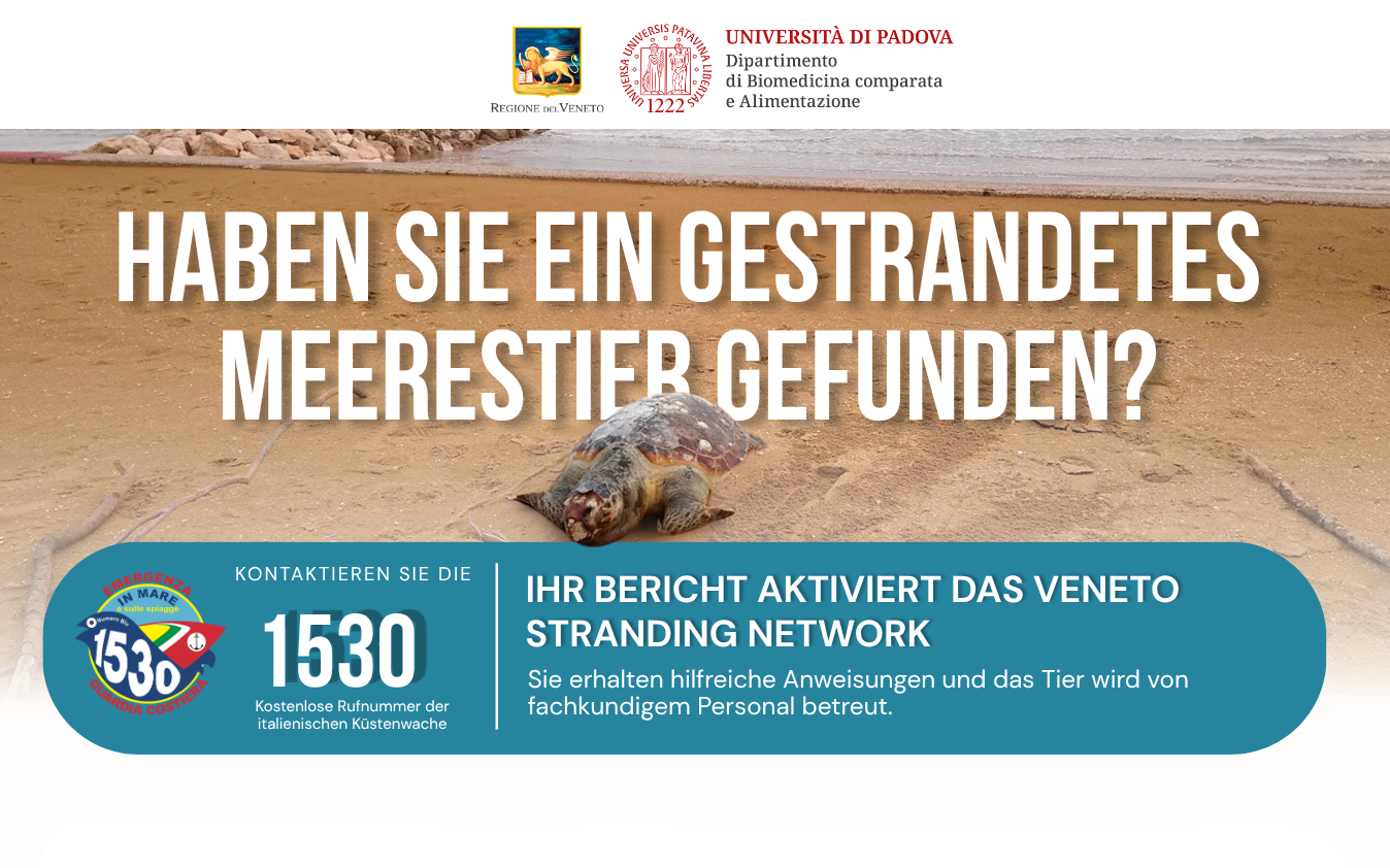 Haben Sie ein gestrandetes oder hilfloses Meerestier gefunden? Rufen Sie die kostenlose Nummer 1530 der Küstenwache an