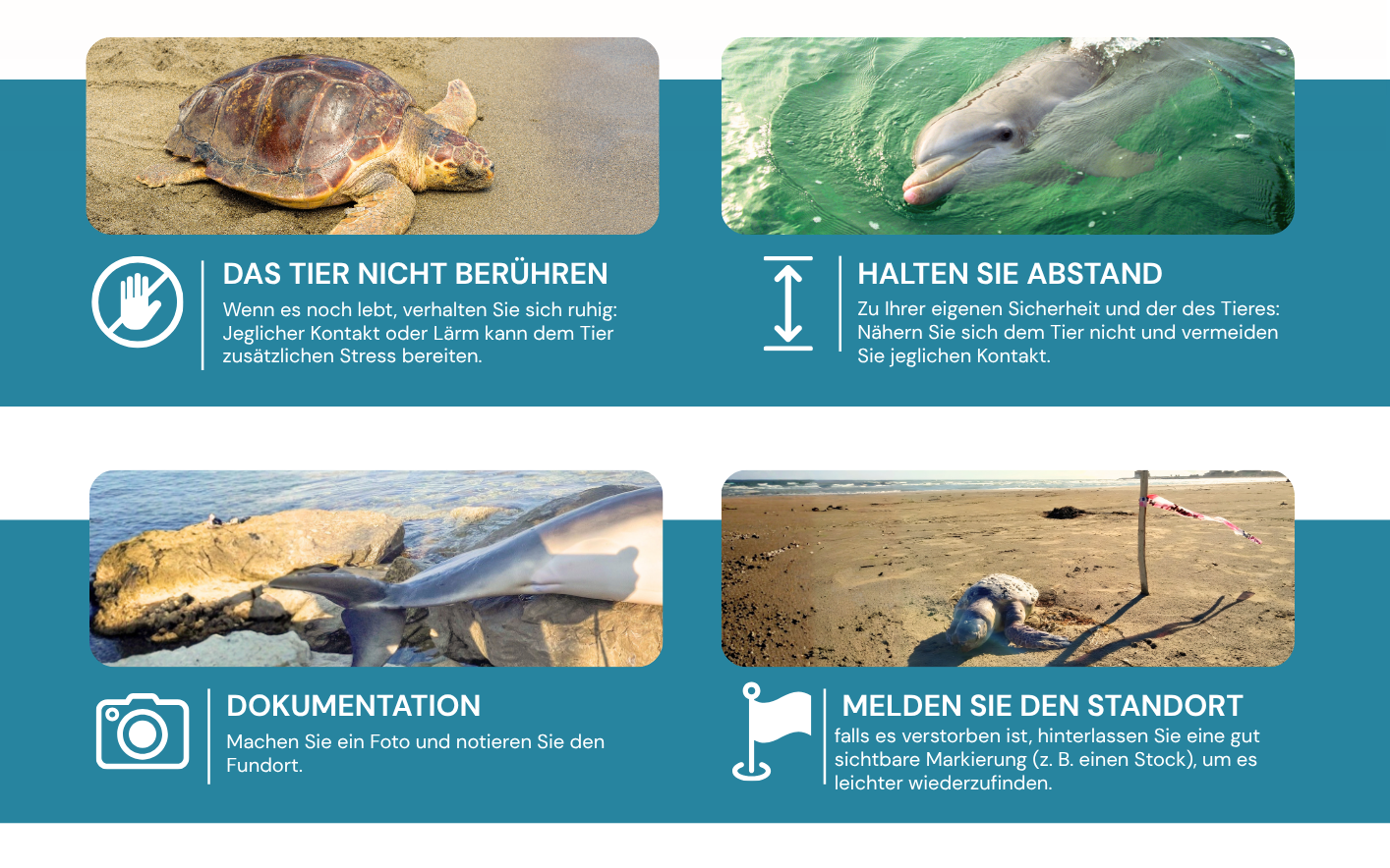 Berühren Sie das Tier nicht, halten Sie Abstand, dokumentieren Sie es mit einem Foto und markieren Sie die Fundstelle