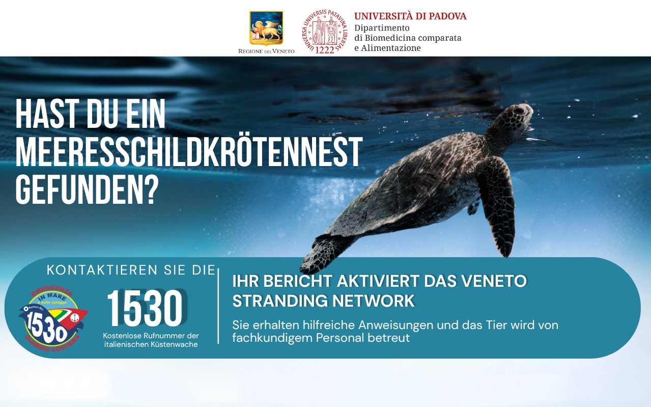 Haben Sie ein Nest einer Meeresschildkröte gefunden? Rufen Sie die kostenlose Nummer 1530 der Küstenwache an