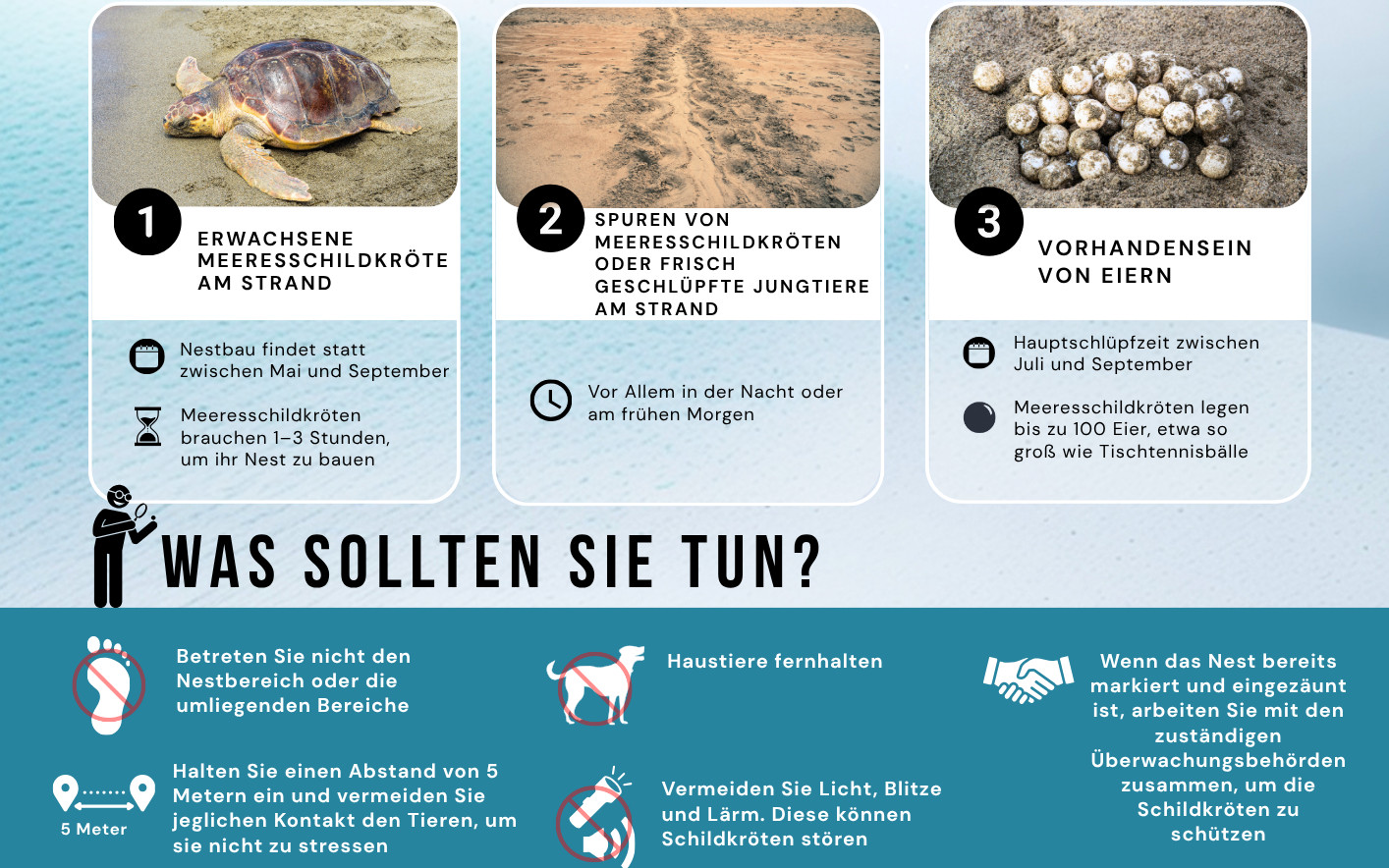 So erkennen Sie die Anzeichen eines Schildkrötennests und was Sie zu seinem Schutz tun können