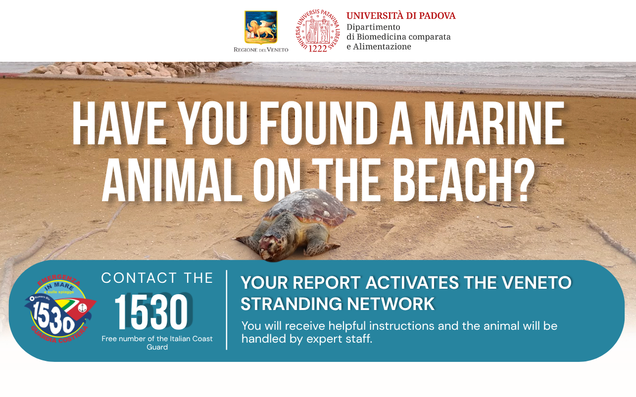 Sea Turtles: What to Do If You Spot One