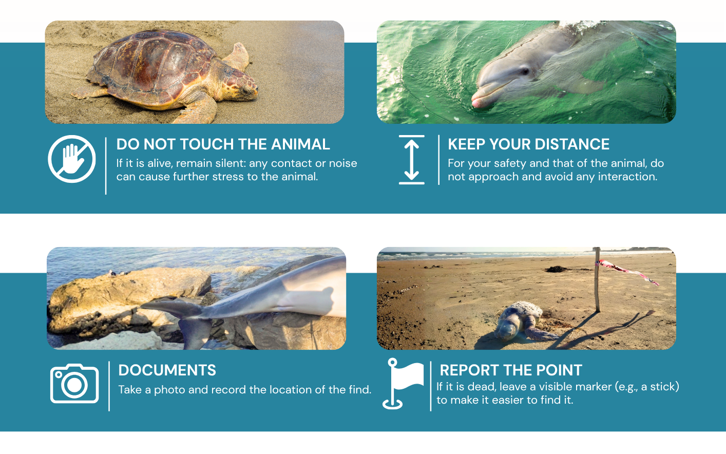 Do not touch the animal, keep your distance, document it with a photo and mark the location