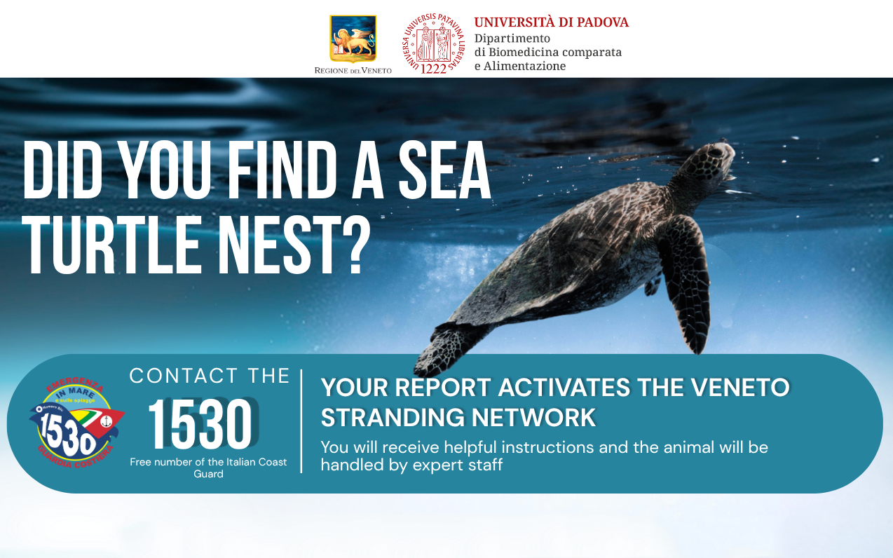 Have you found a sea turtle nest? Contact the Coast Guard free number 1530