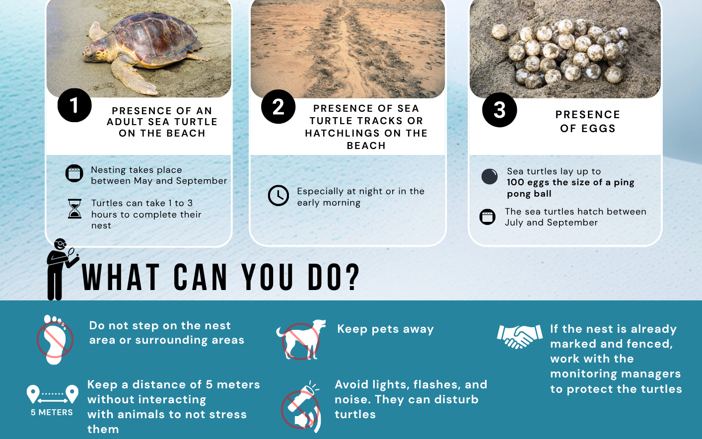 How to recognise the signs of a sea turtle nest and what you can do to protect it