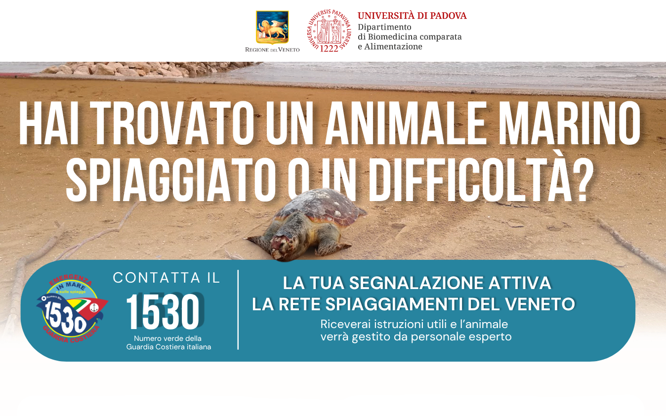 Hai trovato un animale marino spiaggiato o in difficoltà? Contatta il numero verde 1530 della Guardia Costiera