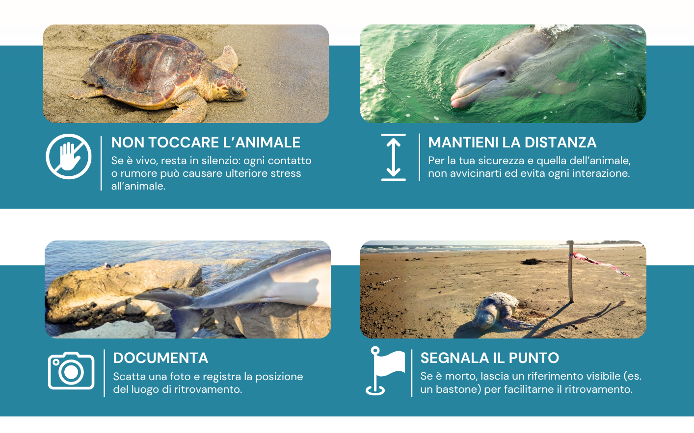Non toccare l’animale, mantieni la distanza, documenta con una foto e segnala il punto di ritrovamento