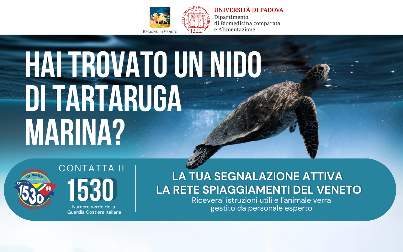 Hai trovato un nido di tartaruga marina? Contatta il numero verde 1530 della Guardia Costiera