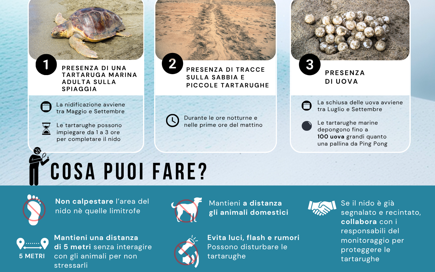 Come riconoscere la presenza di un nido di tartaruga marina e cosa puoi fare per proteggerlo